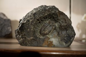 trilobiten-fossilien-sammler_optimiert